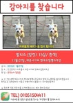 강아지를 찾습니다, 말티즈, 암컷, 15살, 인천광역시 미추홀구 주안 제운사거리부근 현대오일뱅크 쪽에서 잃어버림에서 실종 강아지를 찾습니다... 