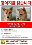 개를 찾습니다, 시바, 암컷, 3살, 서울특별시 은평구 구산동 일대~불광동에서 실종 개를 찾습니다, 시바, 암컷, 서울특별시 은평구 구산동 일대... 