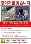 개를 찾습니다, 믹스견, 암컷, 13살, 경기도 남양주시 덕소초등학교 주변,코오롱,동부,아이파크 목격에서 실종 개를 찾습니다, 믹스견, 암컷... 
