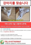 강아지를 찾습니다, 기타견종, 믹스견, 수컷, 2살, 경기도 군포시 선본2동 능안공원 부근에서 실종 강아지를 찾습니다, 기타견종, 믹스견, 수컷... 