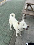 강아지 주인을 찾습니다, 진돗개, 수컷, 나이모름, 제주특별자치도 제주시 협재 gs중앙점 길거리에서 목격 강아지 주인을 찾습니다, 진돗개... 