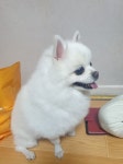 강아지를 찾습니다, 포메라니언, 수컷, 12살, 경상남도 진주시 진주시 초전동 청구아파트 106동 1.2 라인 계단에서 실종됐습니다.에서 실종... 