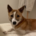 강아지를 찾습니다, 믹스견, 암컷, 1살, 경기도 양주시 5, 8번 버스 대동유리 정류장 앞에서 실종 강아지를 찾습니다, 믹스견, 암컷, 경기도... 