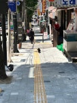 강아지 주인을 찾습니다, 기타견종, 믹스, 성별모름, 나이모름, 경기도 성남시 중원구 중앙동 행정복지센터 앞 혹은 건너편에서 목격 강아지... 