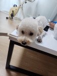 강아지를 찾습니다, 푸들/토이푸들, 암컷, 22살, 대전광역시 서구 구봉마을8단지에서 실종 강아지를 찾습니다, 푸들/토이푸들, 암컷, 대전광역시... 
