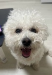 강아지를 찾습니다, 비숑프리제, 수컷, 5살, 대구광역시 서구 비산지하차도 부근에서 실종 강아지를 찾습니다, 비숑프리제, 수컷, 대구광역시 서구... 