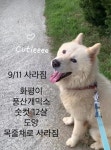개를 찾습니다, 풍산개, 수컷, 12살, 경상북도 안동시 경북 안동시 풍천면 지풍로 (도양리)에서 실종 개를 찾습니다, 풍산개, 수컷, 경상북도... 