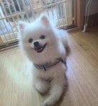 노원구 덕릉로 460 마들체육공원 인근에서 실종 강아지를 찾습니다... 수컷, 서울특별시 노원구 노원구 덕릉로 460 마들체육공원 인근, 실종신고