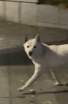 중구 경상감영길 99 경상감영공원에서 목격 강아지 주인을 찾습니다... 성별모름, 대구광역시 중구 대구 중구 경상감영길 99 경상감영공원, 목격신고