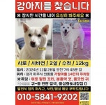 개를 찾습니다, 시바, 수컷, 3살, 경기도 파주시 가람마을 14단지 아파트 주차장에서 실종 개를 찾습니다, 시바, 수컷, 경기도 파주시 가람마을... 