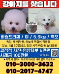 강아지를 찾습니다, 비숑프리제, 암컷, 5살, 인천광역시 서구 마전동 영남탑스빌 아파트에서 실종 강아지를 찾습니다, 비숑프리제, 암컷... 