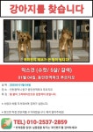 개를 찾습니다, 믹스견, 진도믹스, 수컷, 6살, 인천광역시 동구 동인천역파크푸르지오 정문에서 실종 개를 찾습니다, 믹스견, 진도믹스, 수컷... 