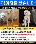 강아지를 찾습니다, 말티즈, 암컷, 14살, 경상남도 창원시 의창구 팔용동 동창원옹협 창원역지점 인근에서 실종 강아지를 찾습니다, 말티즈, 암컷... 