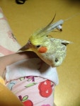 실종된 동물을 찾습니다(분실신고), 앵무새, 암컷, 9살, 충청남도 천안시 동남구 교촌1길 79에서 실종 실종된 동물을 찾습니다, 분실신고... 