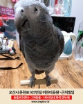 운천로 165번길어린이공원근처빌딩들사이에서 실종 실종된 동물을... 경기도 오산시 운천로 165번길어린이공원근처빌딩들사이, 실종신고