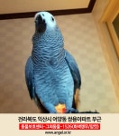 실종된 동물을 찾습니다, 앵무새, 암컷, 3살, 전라북도 익산시 어양동 쌍용아파트부근에서 실종 실종된 동물을 찾습니다, 앵무새, 암컷, 전라북도... 