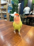실종된 동물을 찾습니다, 조류, 모란앵무 골든체리, 수컷, 1살, 강원도... 조류, 모란앵무 골든체리, 수컷, 강원도 동해시 용정동 범주성지 근처... 