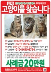 동물보호센터 : 이미지보기