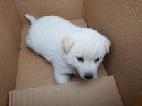 동물보호 관리시스템 모바일