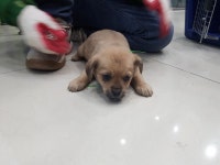 동물보호 관리시스템 모바일