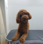 동물보호 관리시스템 모바일