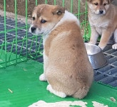 동물보호 관리시스템 모바일