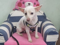 동물보호 관리시스템 모바일