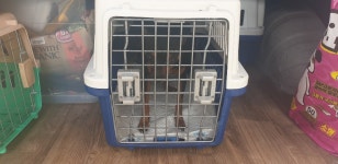 동물보호 관리시스템 모바일