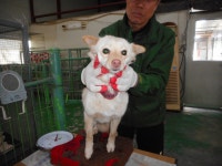 동물보호 관리시스템 모바일