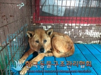 동물보호 관리시스템 모바일