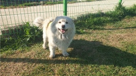 동물보호 관리시스템 모바일