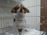 동물보호 관리시스템 모바일