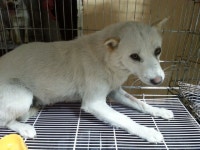 동물보호 관리시스템 모바일