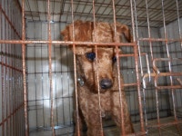 동물보호 관리시스템 모바일