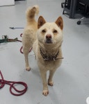 동물보호 관리시스템 모바일