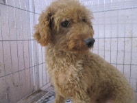 동물보호 관리시스템 모바일