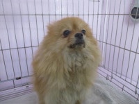 동물보호 관리시스템 모바일