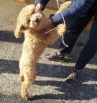 동물보호 관리시스템 모바일