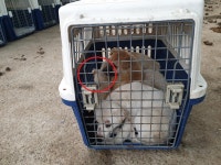 동물보호 관리시스템 모바일