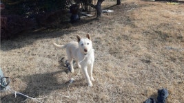 동물보호 관리시스템 모바일