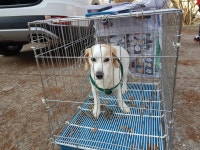 동물보호 관리시스템 모바일