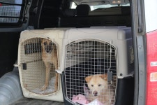 센터에세이 | 반려동물복지센터 | 동물자유연대