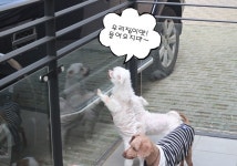 센터에세이 | 반려동물복지센터 | 동물자유연대