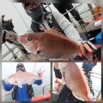 인천권조황 - [영흥도아라2호] 5월 21일 참돔타이라바 조황올려드립니당~!!