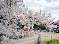 朝日新聞デジタル：阿武隈川沿いの満開の桜から近くの公園に目を向けると、看板が目に入った。満開の桜の向こう側では、... 