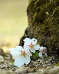 松山でソメイヨシノ開花　平年より５日遅く：朝日新聞デジタル 【写真・図版】標本木の根元で開花したソメイヨシノ＝松山市道後公園