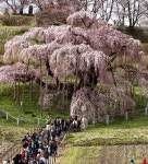 asahi.com（朝日新聞社）：千年の桜、変わりなく　福島・三春「見に来て」 - 東日本大震災 千年の桜、変わりなく　福島・三春「見に来て」