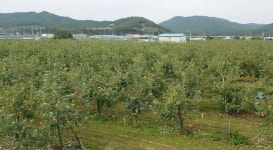 길안천인근. 대지&과수원&작은주택. 지하수, 저온저장고, 창고,전기 / 경북 안동시 길안면 천지리 /  토지/임야 매매 / 부동산119