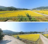 상주시 낙동면 토지 매매 & 농지 급매매 & 농업용지 급매물, 영농부지 매도, 체류형쉼터 농막용지 매각. 2면 도로접. 상주IC 차로5~6분 / 경북... 