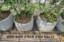 급매물, 비닐하우스 블루베리,아로니아 재배. 컨테이너농막,농자재포함 / 경남 창원시 마산합포구 진전면 봉곡리 / 토지/임야 매매 / 부동산119